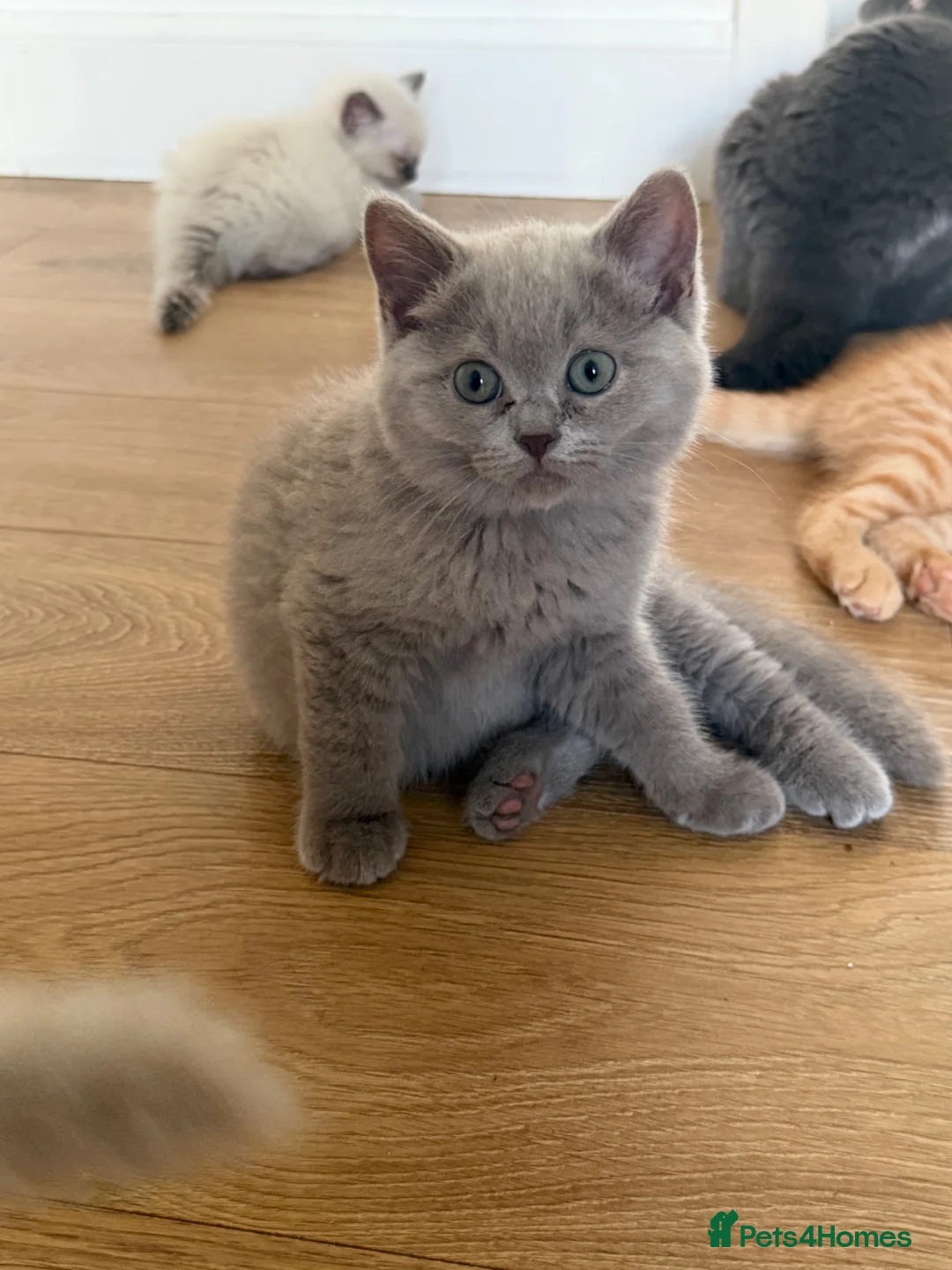 British Shorthair cats for sale: GCCF LILAC BRITISH SHORTHAIR  - Advert 6