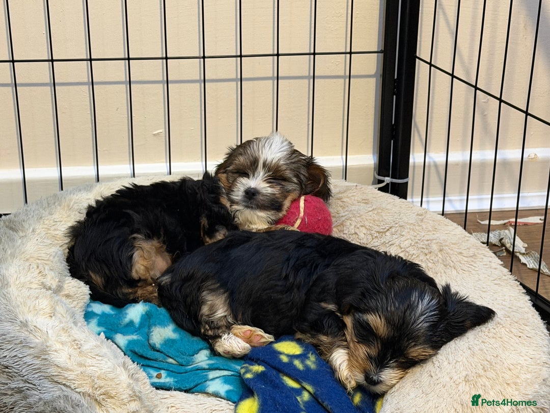 Mixed Breed dogs for sale: biewer x yorki puppies - Advert 9
