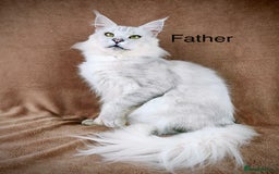 Maine Coon cats for sale: Two mainecoons kittens Sally and Harry silver - Image 13
