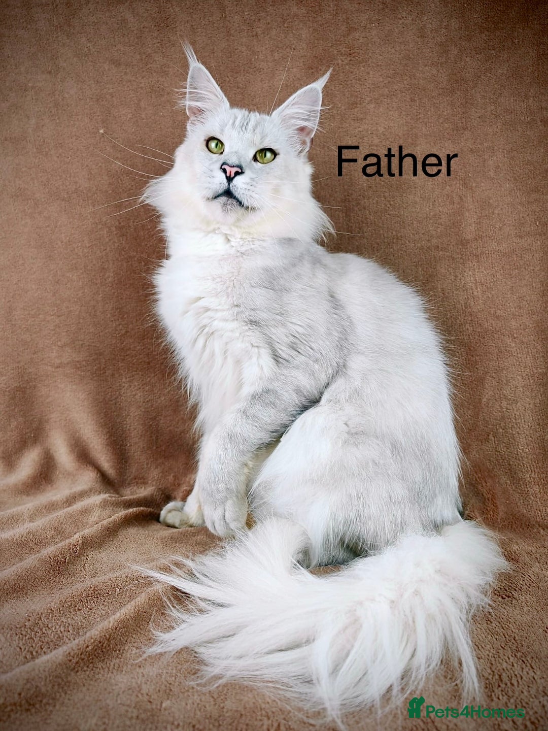 Maine Coon cats for sale: Two mainecoons kittens Sally and Harry silver - Image 13