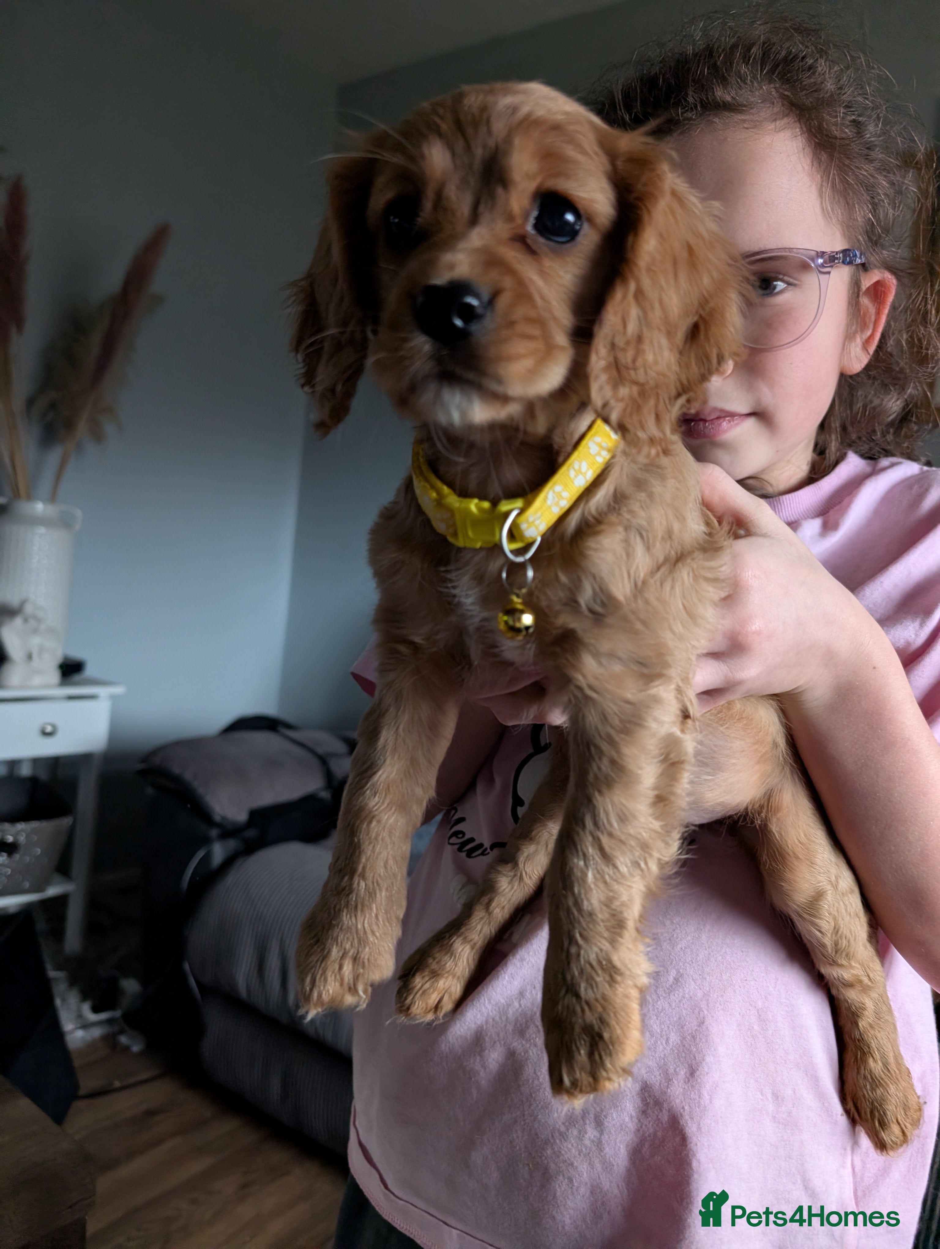 Cockalier dogs !! 1 GIRL LEFT !! Cockalier Puppys - Advert 13