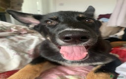 Shepsky dogs for sale: Shepsky puppy for sale  - Image 1