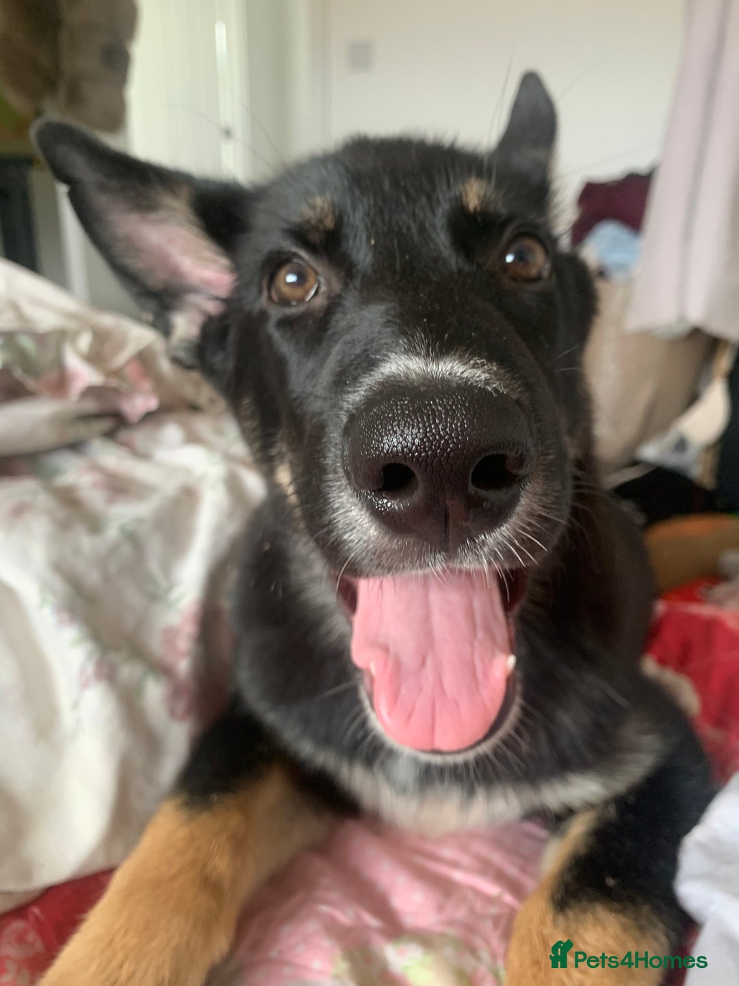 Shepsky dogs for sale: Shepsky puppy for sale  - Image 1