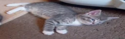 Mixed Breed cats for sale: Kittens  in Telford - Advert 7