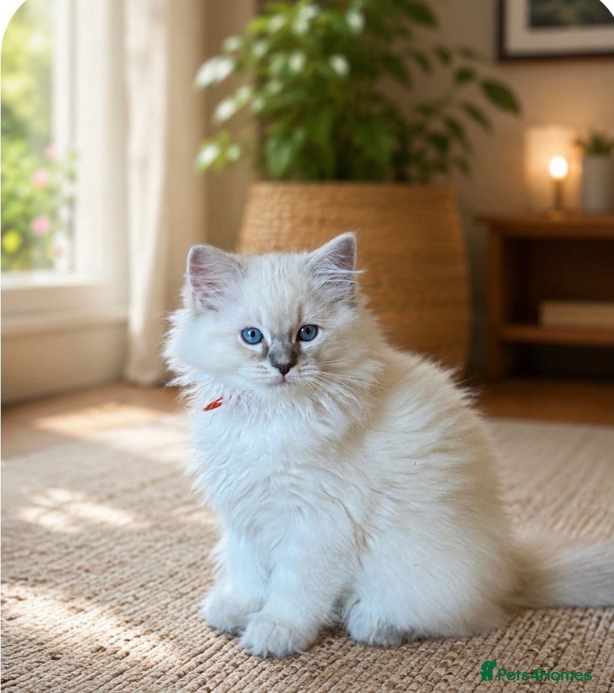 Ragdoll cats GCCF Ragdoll potential show and stud - Advert 15