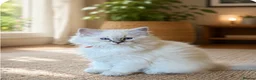 Ragdoll cats for sale: GCCF Ragdoll potential show and stud - Advert 1