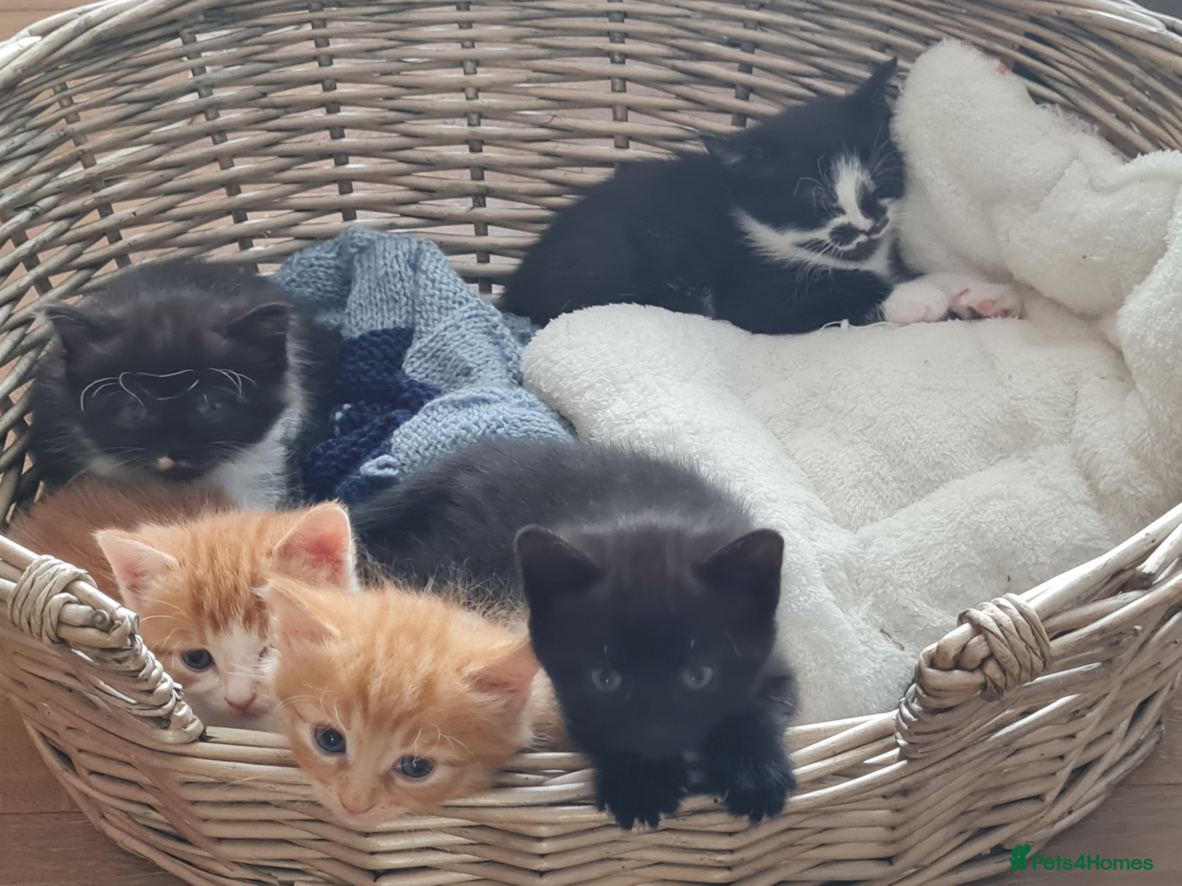 British Shorthair cats Gorgeous Domestic shorthair kittens - Advert 7