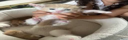 Khao Manee cats for sale: White softest/ cutest/luckyest Cat ever seen - Advert 7