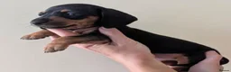 Dachshund dogs for sale: Dachshund puppies  - Advert 4