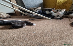 Mixed Breed cats for sale: Beautiful Kittens. Males and females - Image 1