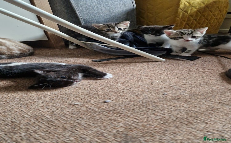 Mixed Breed cats for sale - Advert 1