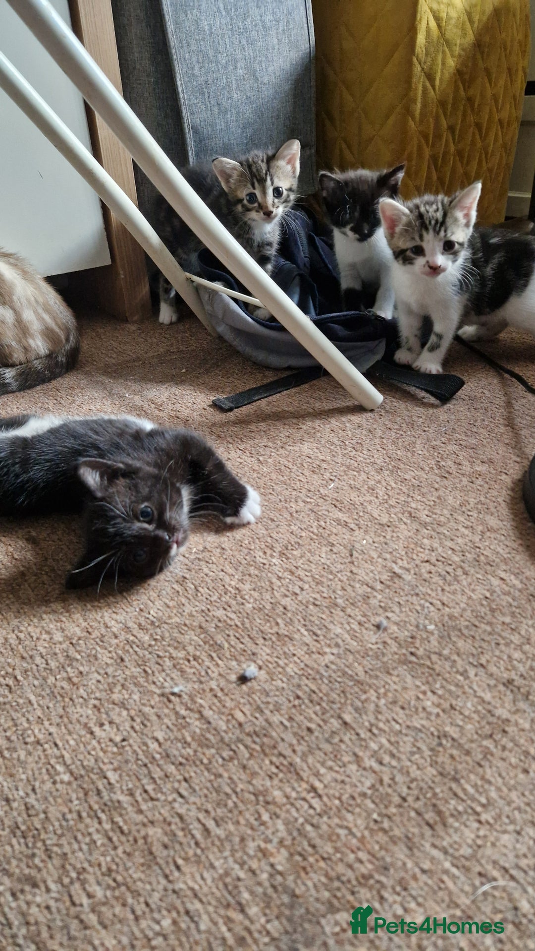 Mixed Breed cats for sale: Beautiful Kittens. Males and females - Image 1