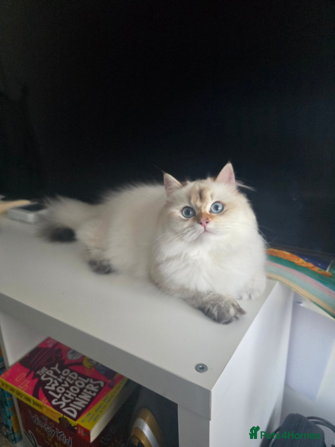 British Longhair cats for sale: Stunning Colour Point Girl - Advert 10