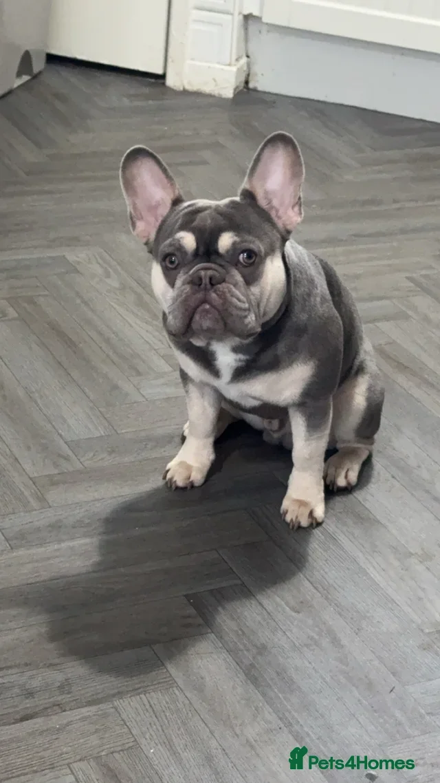 French Bulldog dogs Blue boy stud  - Advert 1