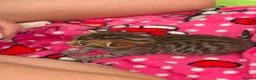 Bengal cats for sale: Pure bengal kittens in Oswestry - Advert 5