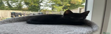 Kitten 1