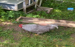 Chickens poultry for sale: Plymouth Rock cockerel free - Image 2