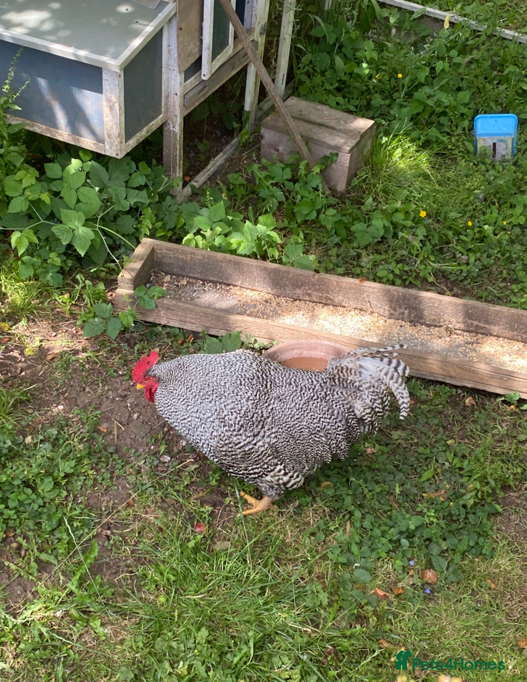Chickens poultry for sale: Plymouth Rock cockerel free - Image 2