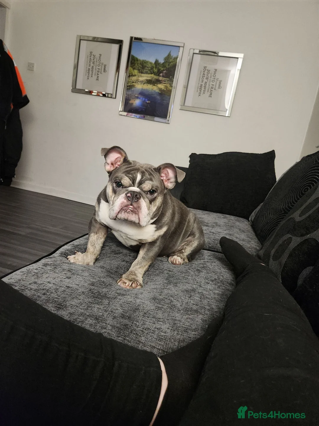 English Bulldog dogs for sale: Peppa - Advert 2