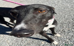 Greyhound dogs for adoption: Hollie greyhound puppy ready for adoption  - Image 2