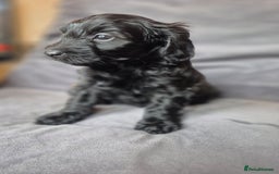 Cockapoo dogs for sale: F1b Cockapoo - ready this weekend - Image 24