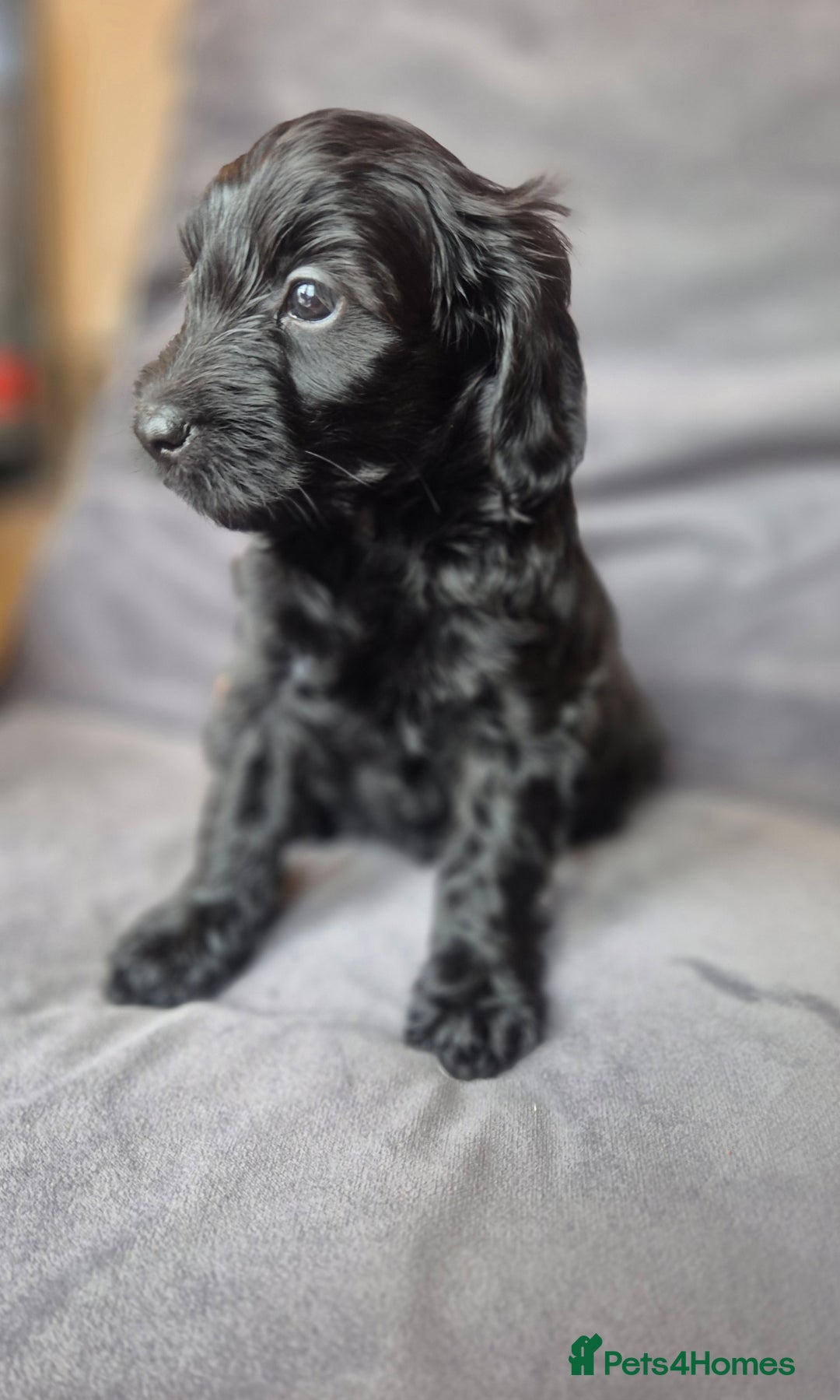 Cockapoo dogs for sale: F1b Cockapoo - ready this weekend - Image 24