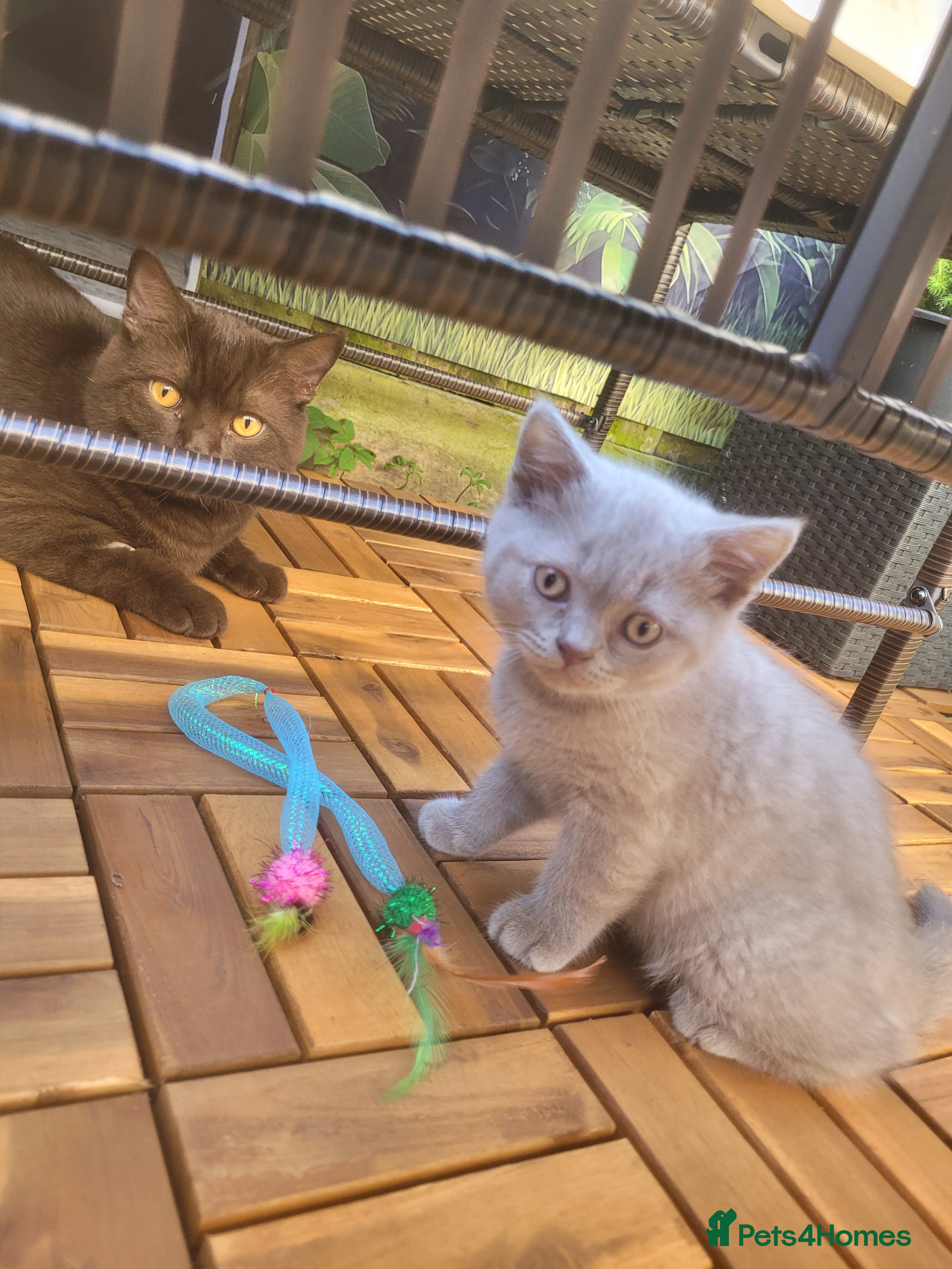British Shorthair cats british shorthair kittens - Advert 2