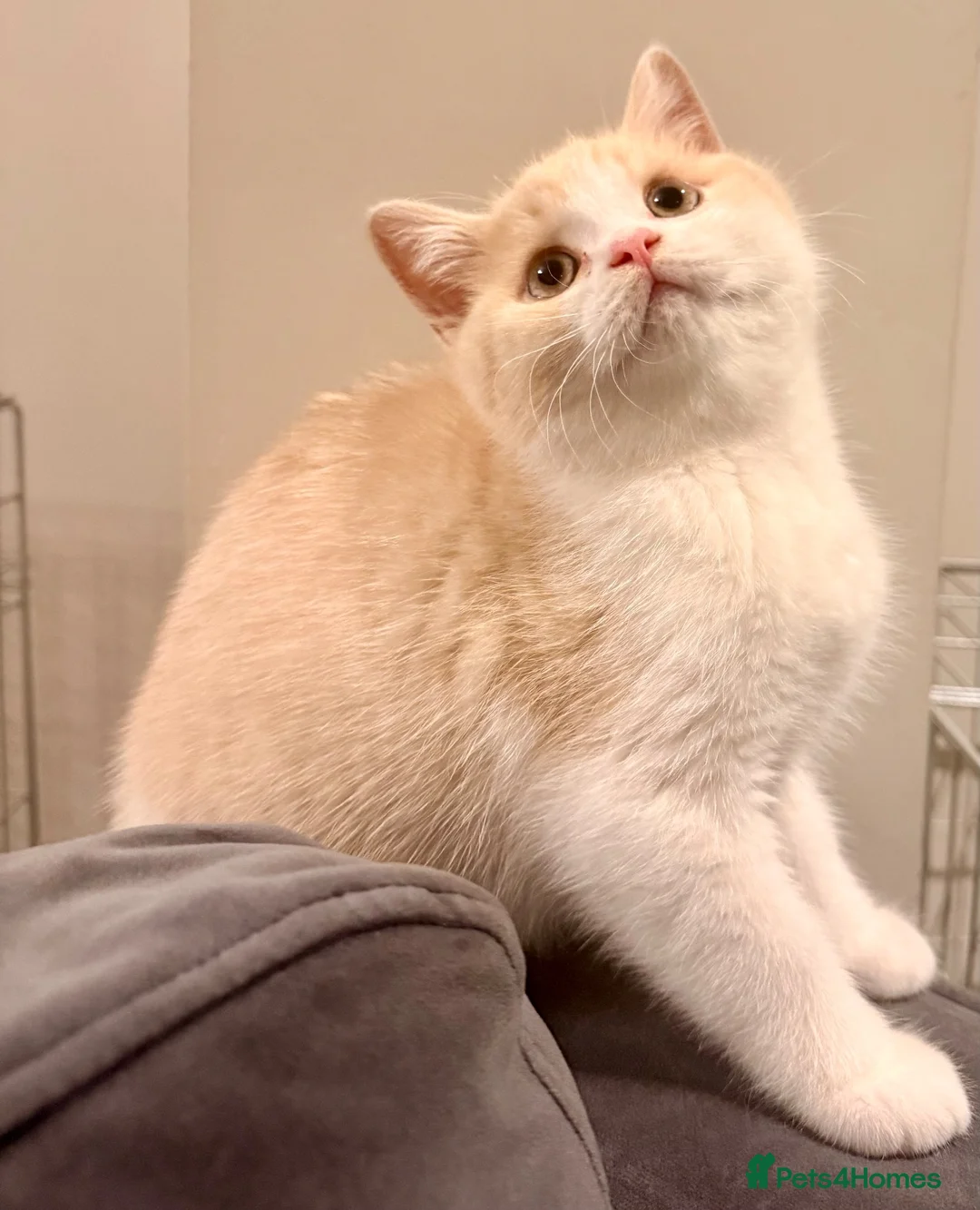 British Shorthair cats for sale: Stunning GCCF British Shorthair Cream Bicolour Boy - Advert 2