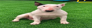 (Dorothy) English Bull Terrier female 