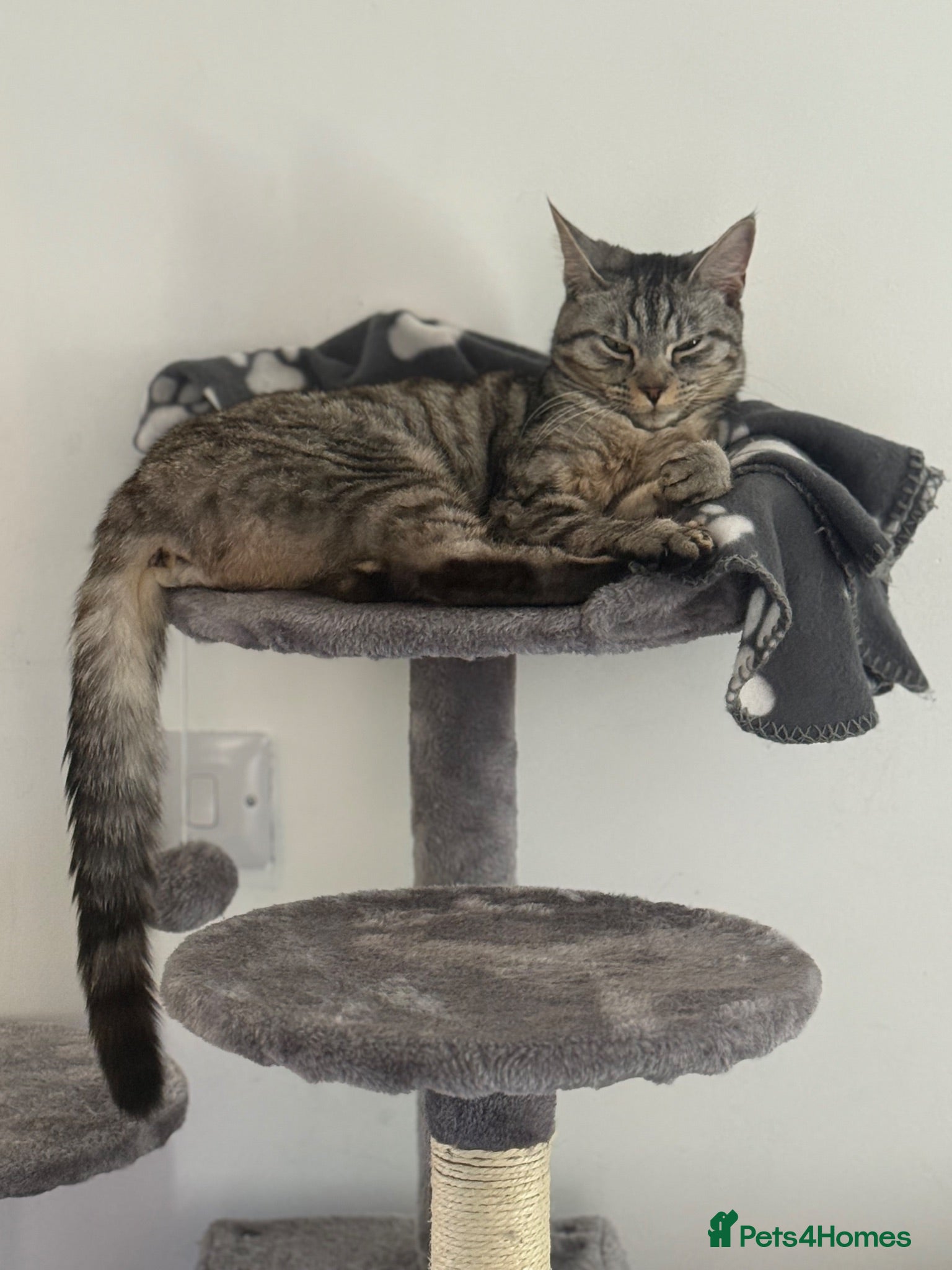 Maine Coon cats Princess  - Advert 1