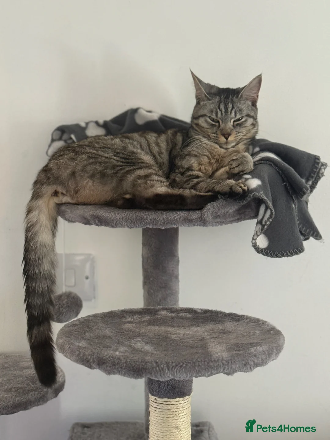 Maine Coon cats for sale: Princess  - Advert 1