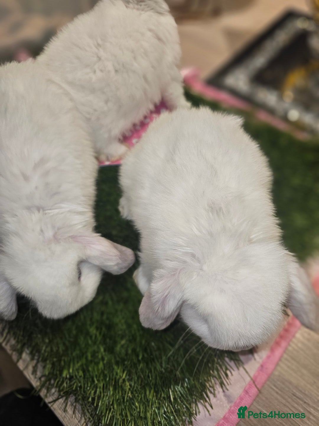 Mini Lop rabbits for sale: Pure Mini Lop Babies  - Advert 14