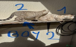 Bengal cats for sale: 5 Bengal kittens , 2 boys and 3 girls  - Image 24