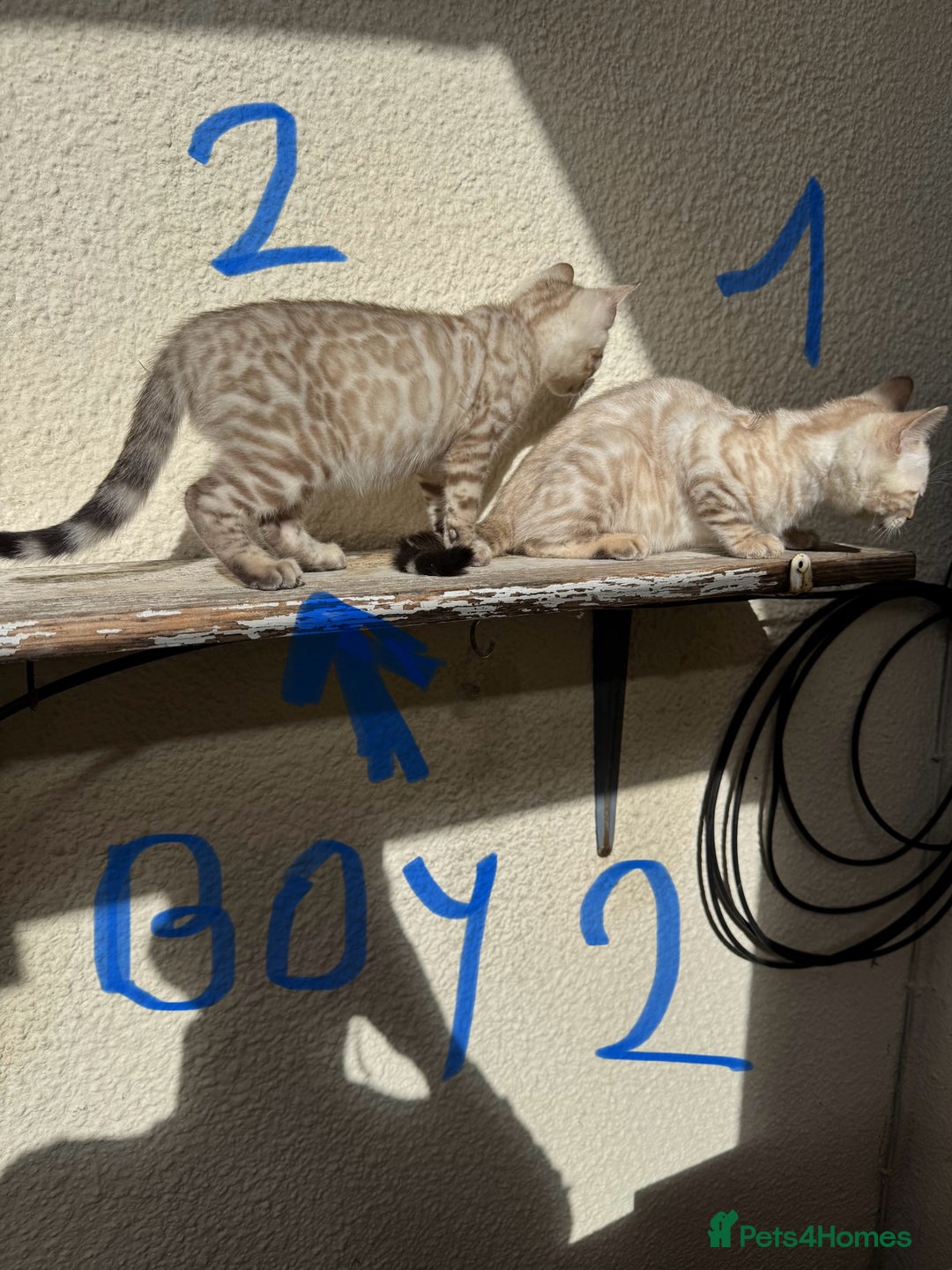 Bengal cats for sale: 5 Bengal kittens , 2 boys and 3 girls  - Image 24