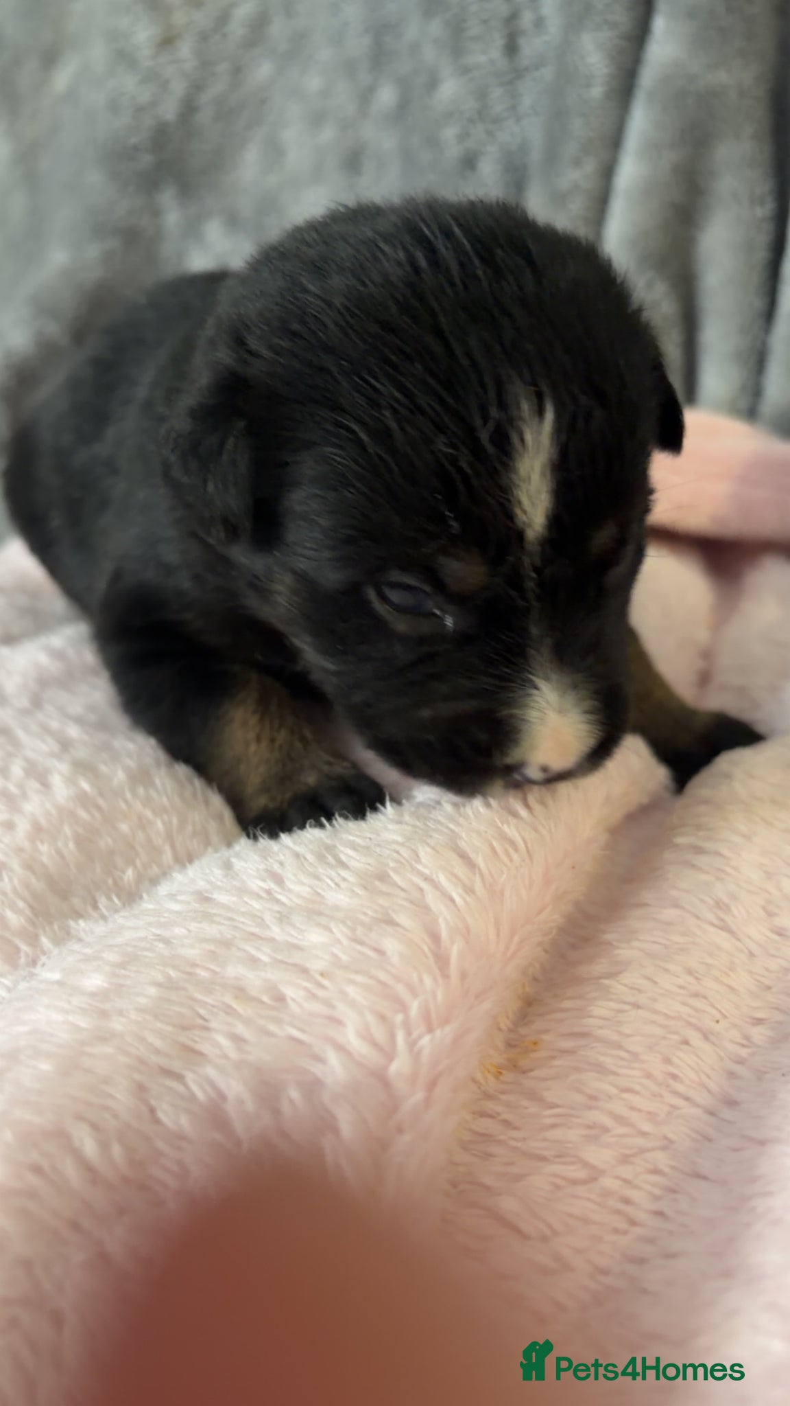 Mixed Breed dogs for sale: Belgian Mali x German shepherd  - Advert 12