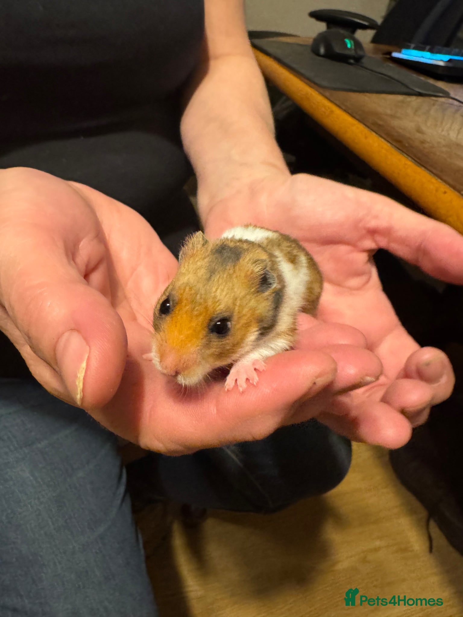 Hamster rodents Baby Syrian hamsters  - Advert 4