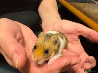 Hamster rodents Baby Syrian hamsters - Advert 4