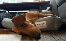 Dachshund dogs for sale: 5 months old male  - Image 1