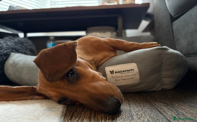 Dachshund dogs - Advert 15
