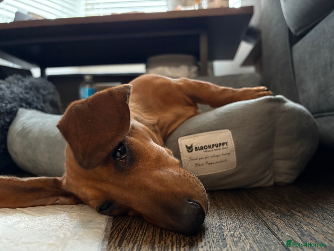 Dachshund dogs for sale: 5 months old male  - Image 1