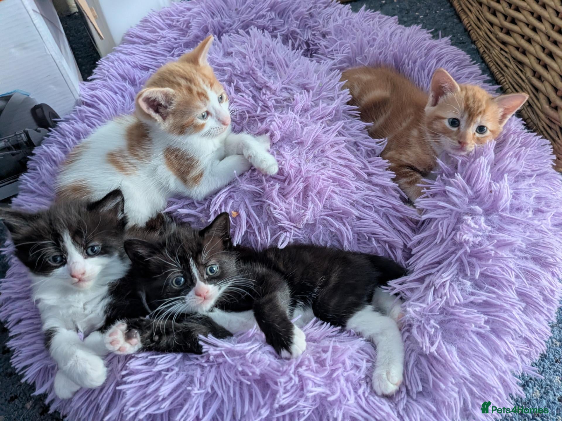 Mixed Breed cats Beautiful domestic x ragdoll kittens - Advert 2