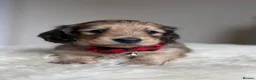 Miniature Dachshund dogs for sale: Miniature long haired cream boys  - Advert 7