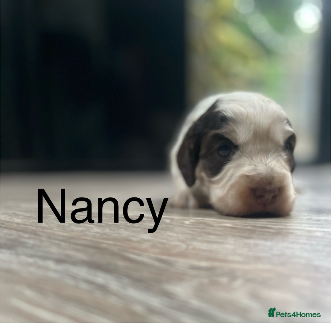 Cocker Spaniel dogs for sale: Beautiful health tested Cocker spaniel pups  - Advert 16