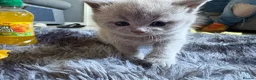 British Shorthair cats for sale: British shorthair / Russian blue  - Advert 9