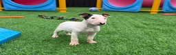 English Bull Terrier dogs for sale: Stunning English bull terrier puppies for sale  - Advert 9