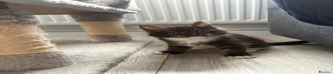 Mixed Breed Kitten 3