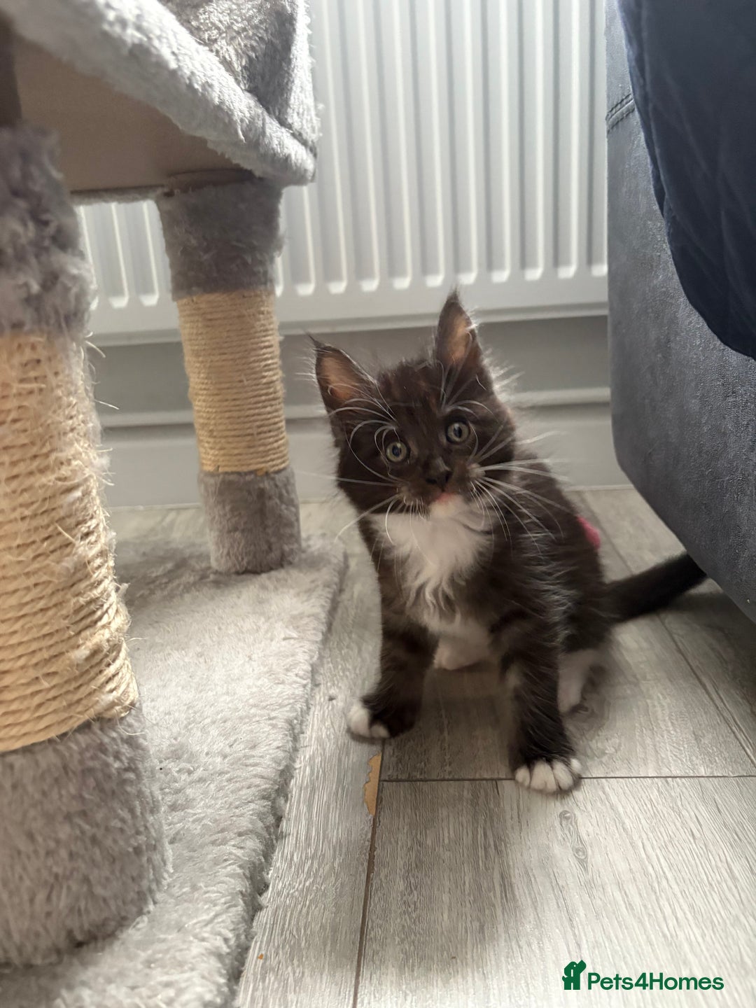 Mixed Breed cats for sale: Maine coon cross  - Image 7