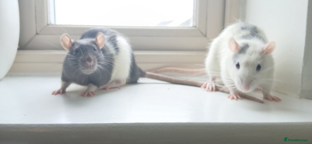 Rat rodents for sale: 🐀 Two pet rats and cage (with setup) 🐀  - Image 1