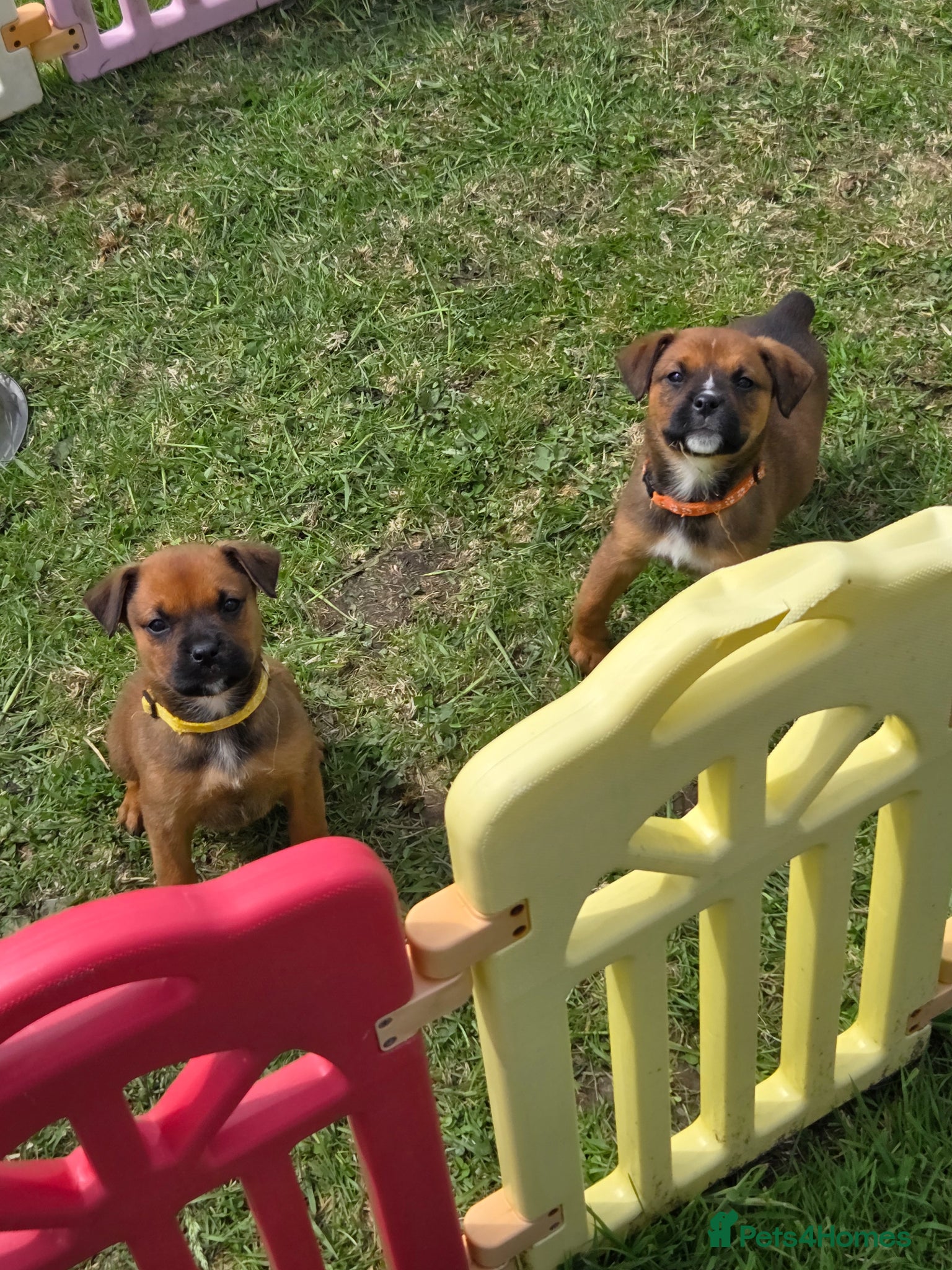 Boxweiler dogs for sale: Boxweiler pups in Omagh - Advert 6