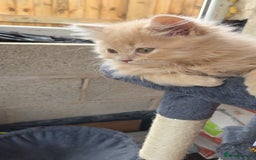British Longhair cats for sale: British longhair/free - Image 8